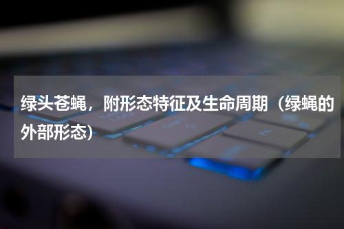 绿头苍蝇，附形态特征及生命周期（绿蝇的外部形态）