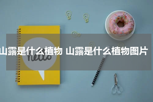 山露是什么植物 山露是什么植物图片