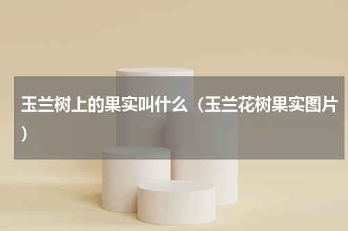 玉兰树上的果实叫什么（玉兰花树果实图片）