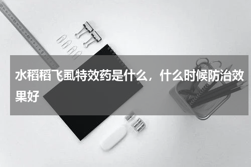 水稻稻飞虱特效药是什么，什么时候防治效果好