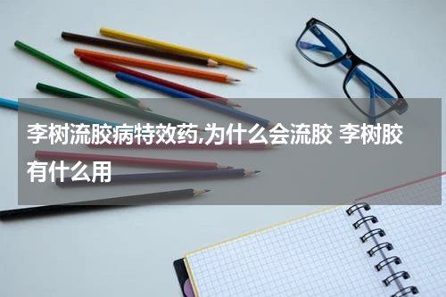 李树流胶病特效药,为什么会流胶 李树胶有什么用
