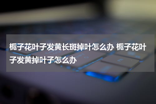 栀子花叶子发黄长斑掉叶怎么办 栀子花叶子发黄掉叶子怎么办