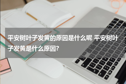 平安树叶子发黄的原因是什么呢 平安树叶子发黄是什么原因?