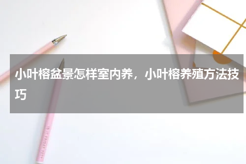 小叶榕盆景怎样室内养，小叶榕养殖方法技巧