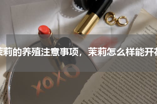 茉莉的养殖注意事项，茉莉怎么样能开花