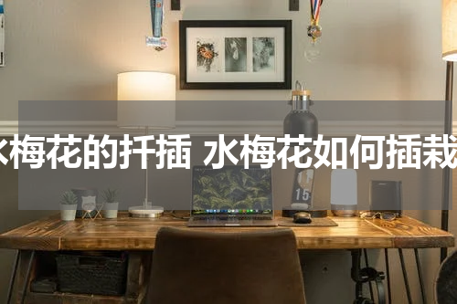 水梅花的扦插 水梅花如何插栽