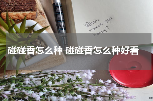 碰碰香怎么种 碰碰香怎么种好看