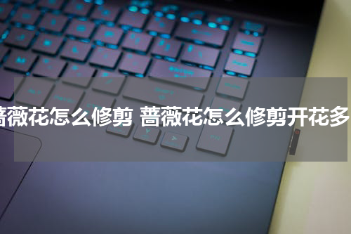 蔷薇花怎么修剪 蔷薇花怎么修剪开花多
