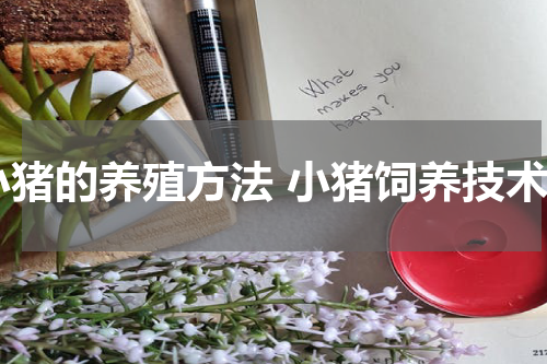 小猪的养殖方法 小猪饲养技术