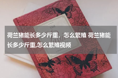 荷兰猪能长多少斤重，怎么繁殖 荷兰猪能长多少斤重,怎么繁殖视频