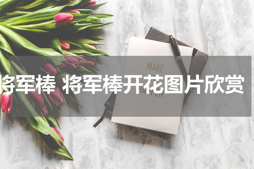 将军棒 将军棒开花图片欣赏