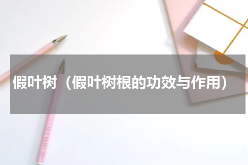 假叶树（假叶树根的功效与作用）
