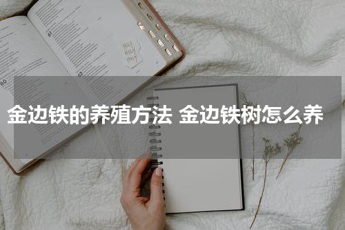 金边铁的养殖方法 金边铁树怎么养