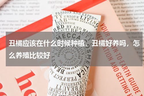 丑橘应该在什么时候种植，丑橘好养吗，怎么养殖比较好