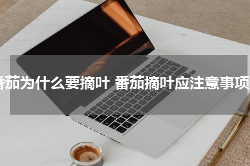 番茄为什么要摘叶 番茄摘叶应注意事项