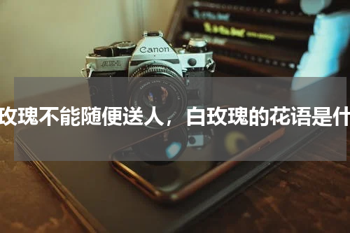 白玫瑰不能随便送人，白玫瑰的花语是什么
