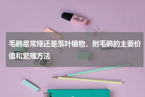 毛鹃是常绿还是落叶植物，附毛鹃的主要价值和繁殖方法