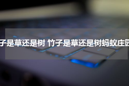 竹子是草还是树 竹子是草还是树蚂蚁庄园