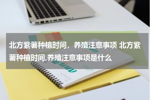 北方紫薯种植时间，养殖注意事项 北方紫薯种植时间,养殖注意事项是什么