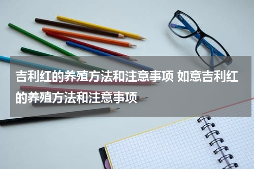 吉利红的养殖方法和注意事项 如意吉利红的养殖方法和注意事项