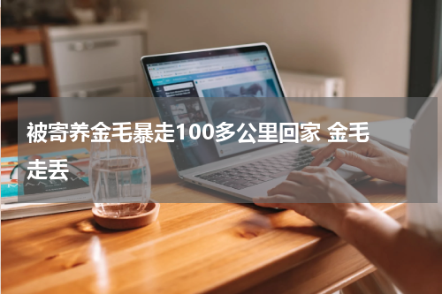 被寄养金毛暴走100多公里回家 金毛 走丢