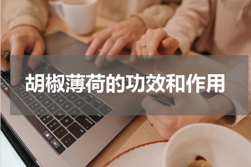 胡椒薄荷的功效和作用