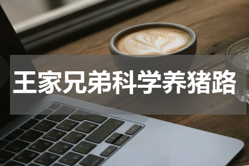 王家兄弟科学养猪路
