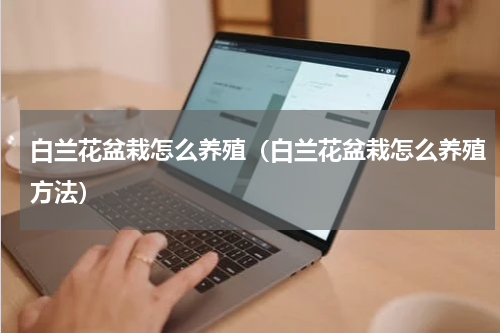 白兰花盆栽怎么养殖（白兰花盆栽怎么养殖方法）