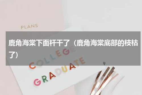 鹿角海棠下面杆干了（鹿角海棠底部的枝枯了）