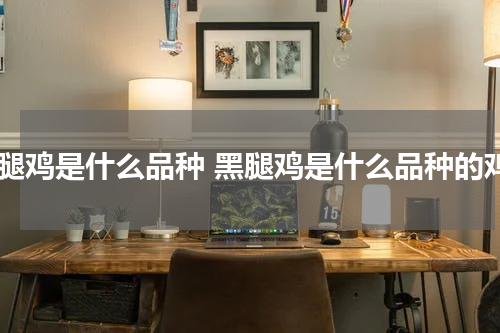 黑腿鸡是什么品种 黑腿鸡是什么品种的鸡