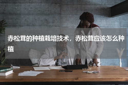 赤松茸的种植栽培技术，赤松茸应该怎么种植