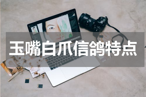 玉嘴白爪信鸽特点