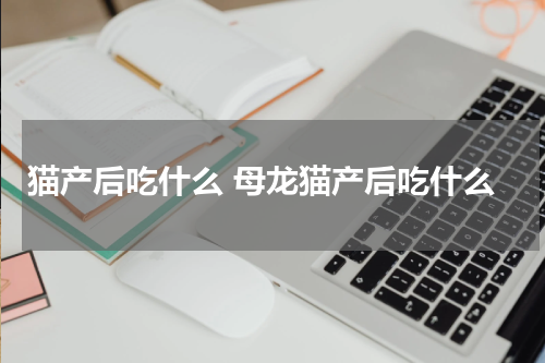 猫产后吃什么 母龙猫产后吃什么
