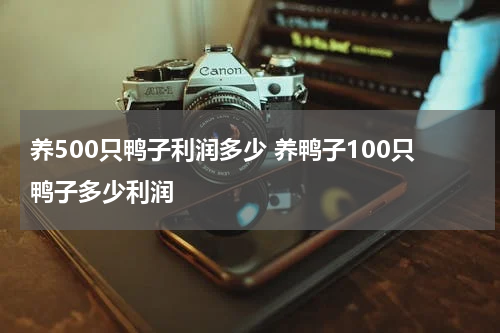 养500只鸭子利润多少 养鸭子100只鸭子多少利润