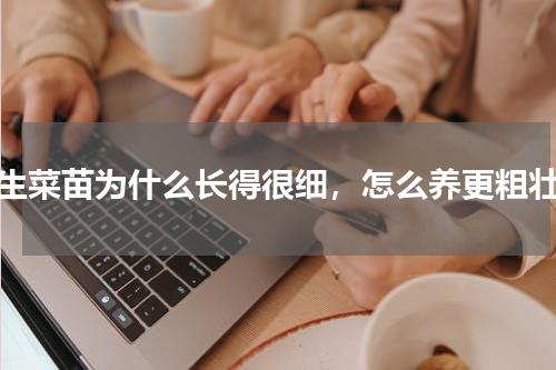 生菜苗为什么长得很细，怎么养更粗壮