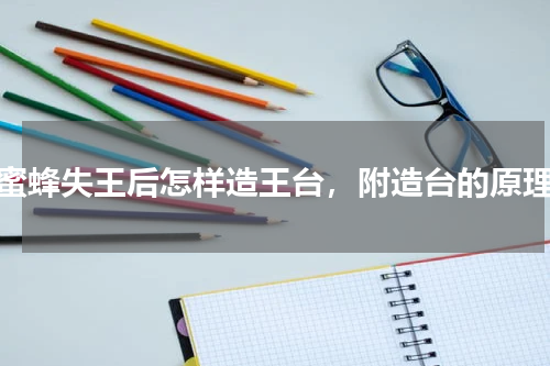蜜蜂失王后怎样造王台，附造台的原理