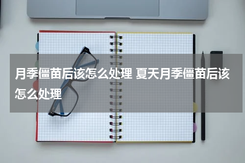 月季僵苗后该怎么处理 夏天月季僵苗后该怎么处理