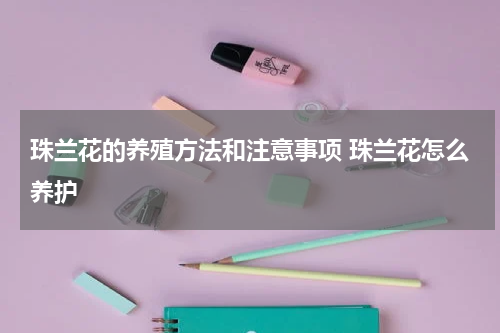 珠兰花的养殖方法和注意事项 珠兰花怎么养护