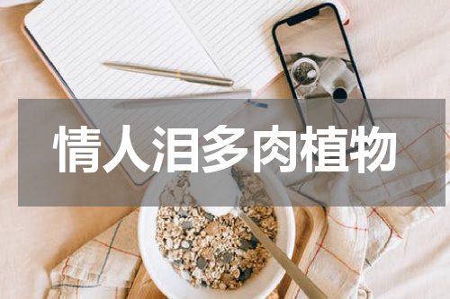 情人泪多肉植物