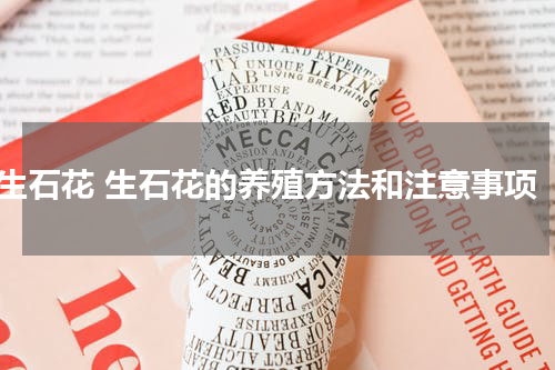 生石花 生石花的养殖方法和注意事项