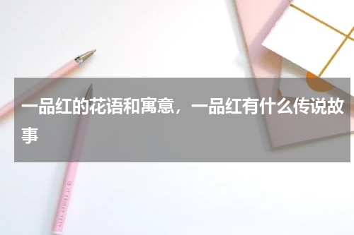 一品红的花语和寓意，一品红有什么传说故事