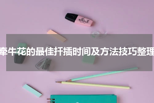 牵牛花的最佳扦插时间及方法技巧整理