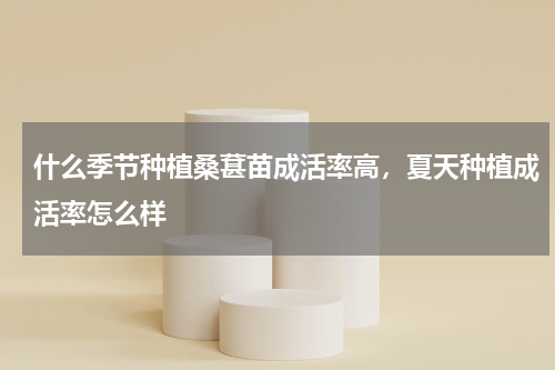 什么季节种植桑葚苗成活率高，夏天种植成活率怎么样