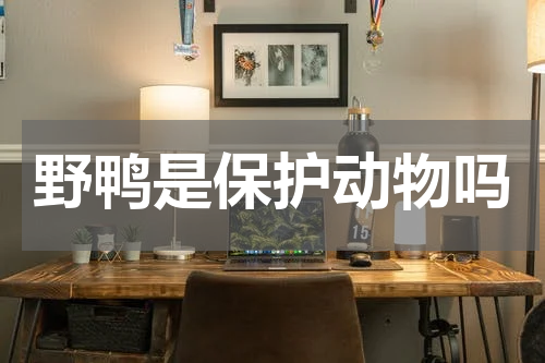 野鸭是保护动物吗