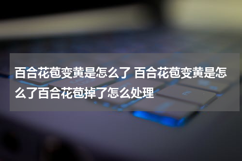 百合花苞变黄是怎么了 百合花苞变黄是怎么了百合花苞掉了怎么处理
