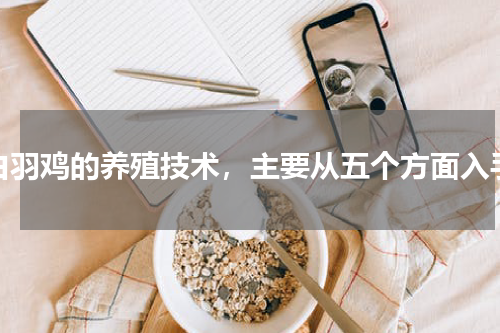 白羽鸡的养殖技术，主要从五个方面入手