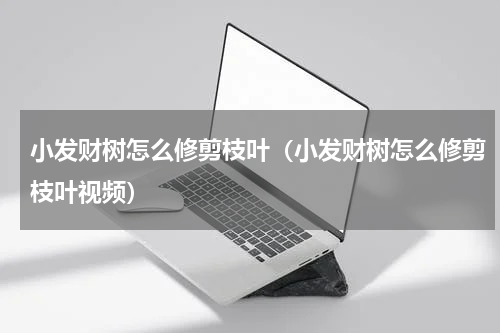 小发财树怎么修剪枝叶（小发财树怎么修剪枝叶视频）