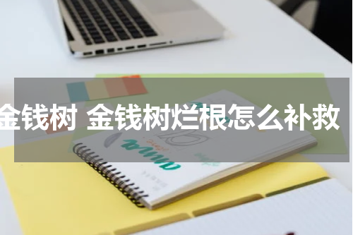 金钱树 金钱树烂根怎么补救