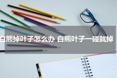 白熊掉叶子怎么办 白熊叶子一碰就掉