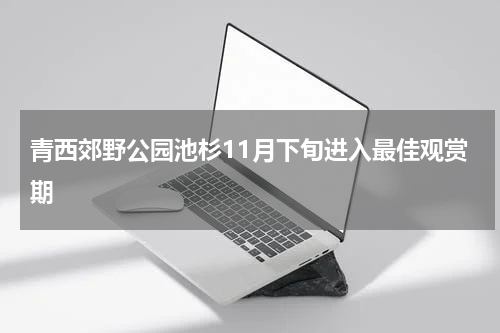 青西郊野公园池杉11月下旬进入最佳观赏期